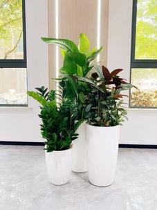 宁波北仑绿植出租设计亡